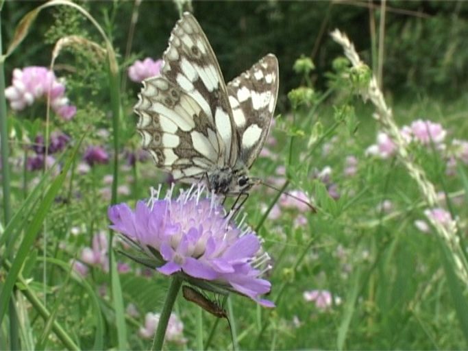 Schachbrettfalter ( Melanargia galathea ), Weibchen : An der Mosel, Biotop, 28.06.2005